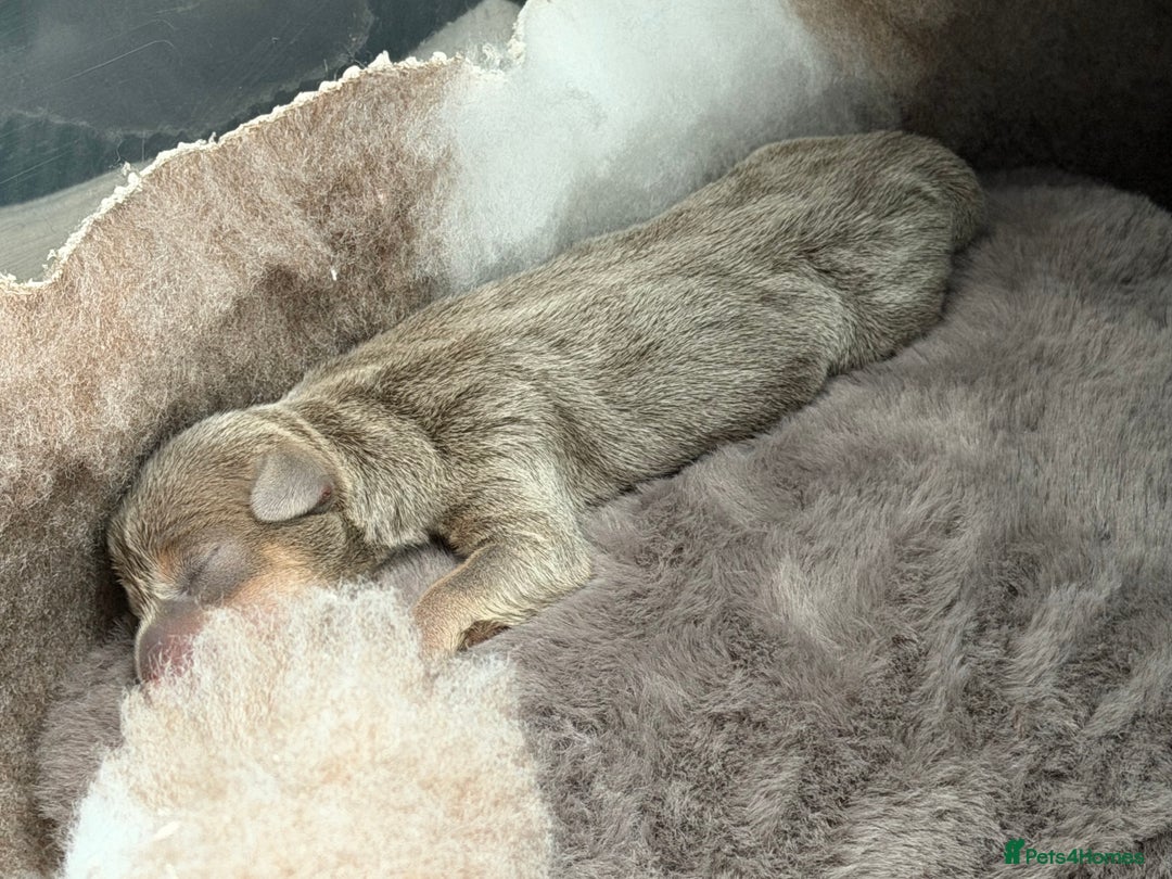 Jack Russell dogs for sale: DONJACKS PUPPIES ON THE WAY!! - Advert 3