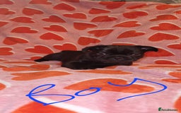 Frug dogs for sale: 6 beautiful frug puppies.  - Image 32