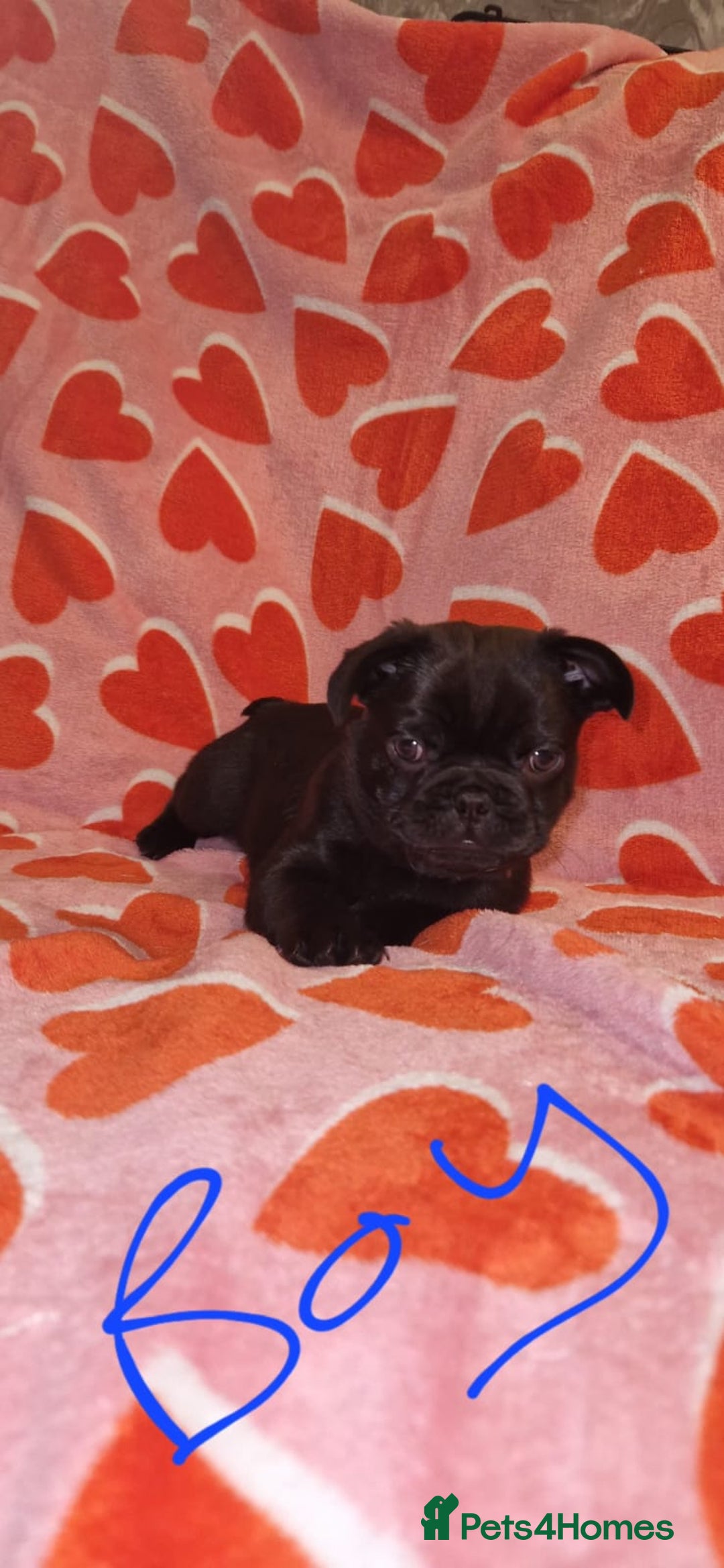 Frug dogs for sale: 6 beautiful frug puppies.  - Image 32