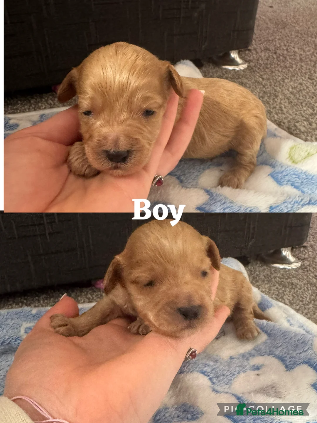 Cockapoo dogs for sale: 10 Beautiful cockapoos puppies  - Advert 1