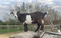 Goats livestock for sale: Small goat herd - Image 16