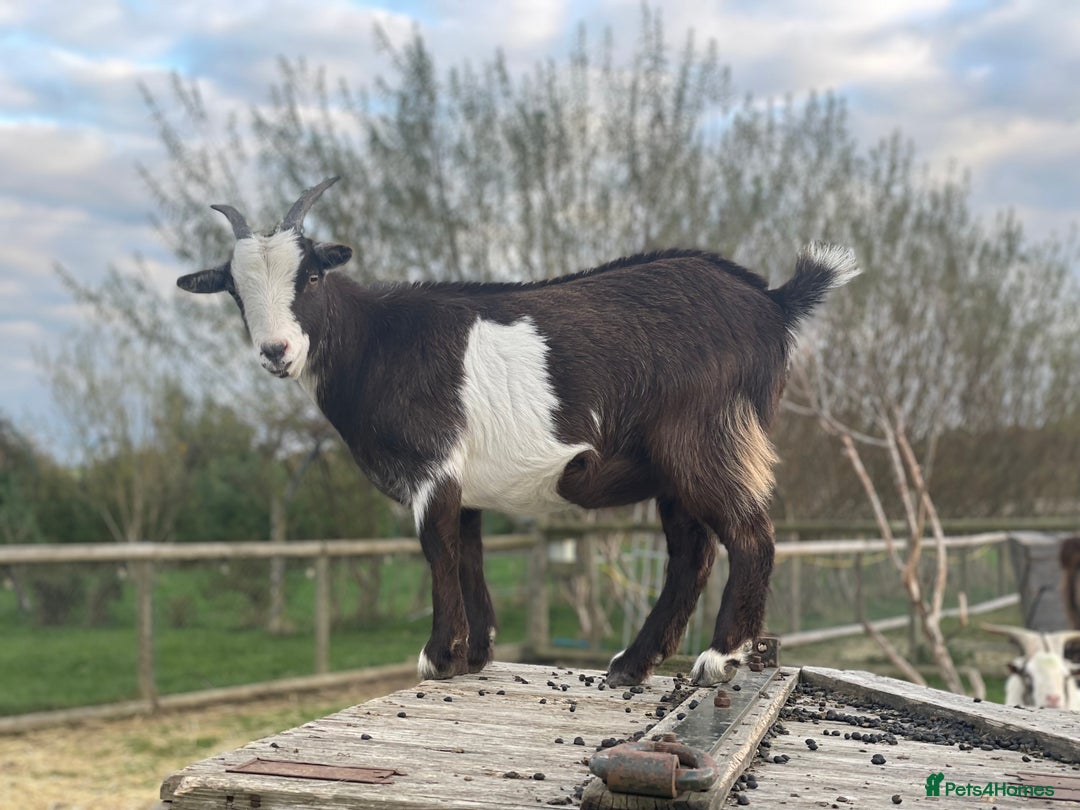 Goats livestock for sale: Small goat herd - Image 16