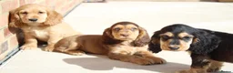 Cocker Spaniel dogs for sale: Kennel Club Registered Show Type Cocker puppies - Advert 18