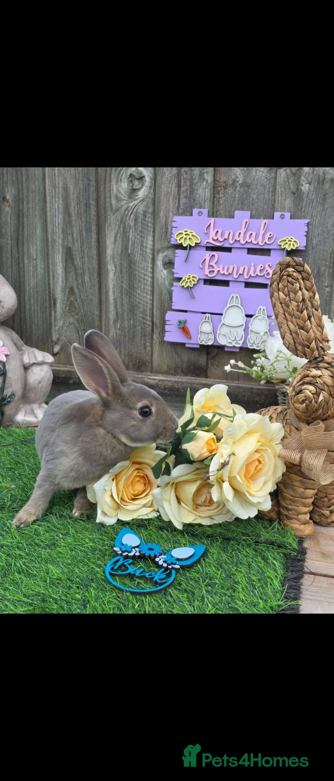 Rex rabbits for sale: Opal Mini Rex Buck For Reserve  - Advert 2
