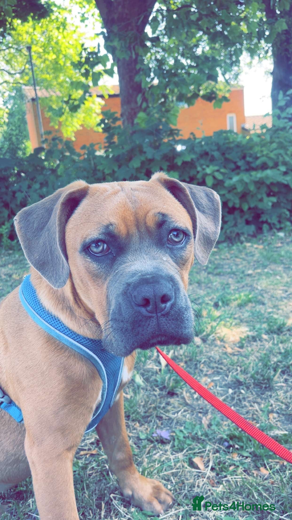 Mixed Breed dogs Cane corso x mastiff  - Advert 2