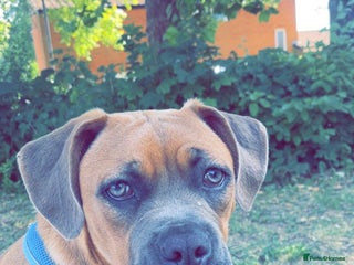 Mixed Breed dogs Cane corso x mastiff - Advert 2