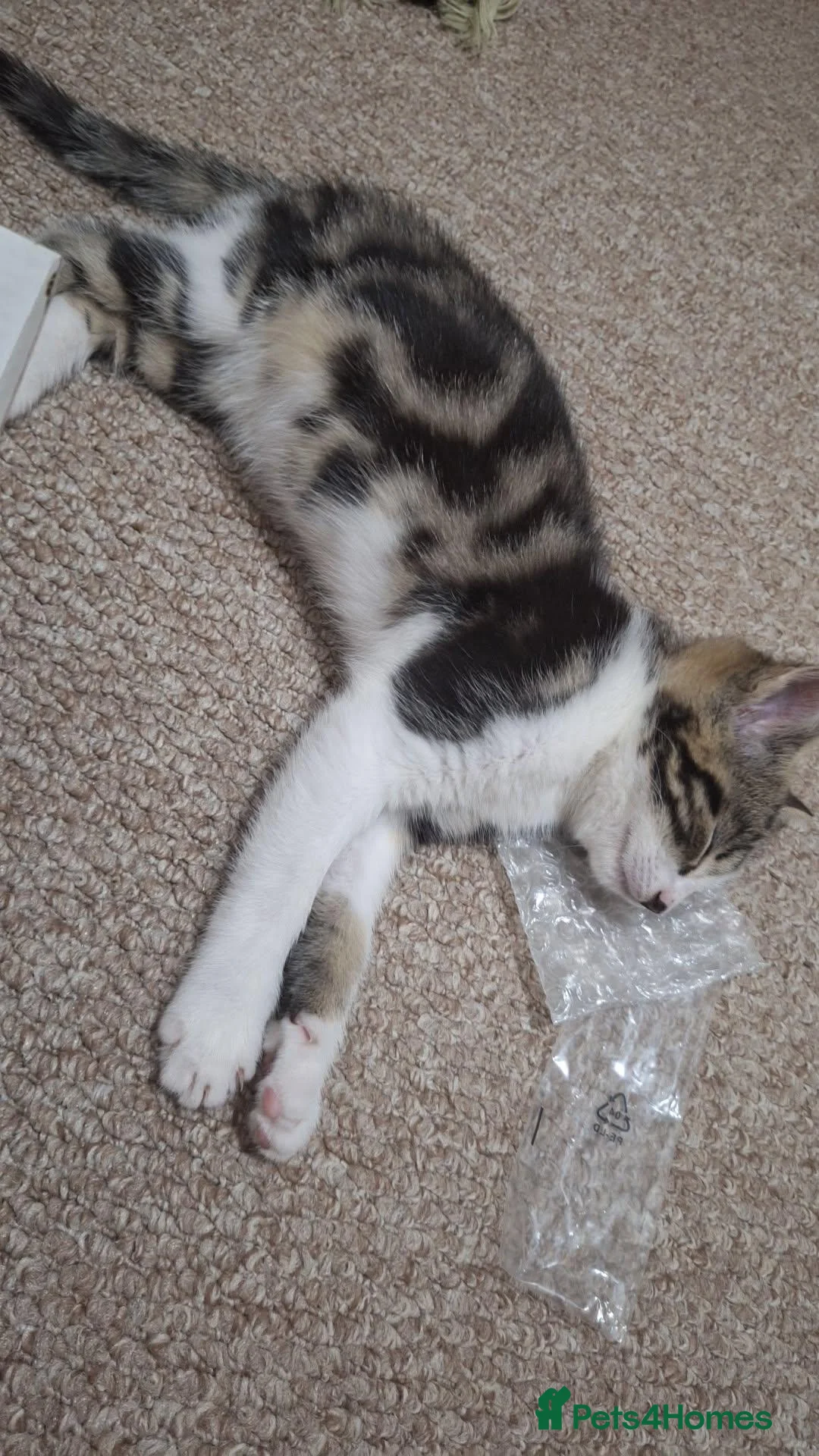 Mixed Breed cats for sale: 1 beautiful mixed breed  - Advert 5