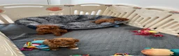 Cavapoo dogs for sale: Merlesque 5⭐️F1b curly teddy bear coats  - Advert 13