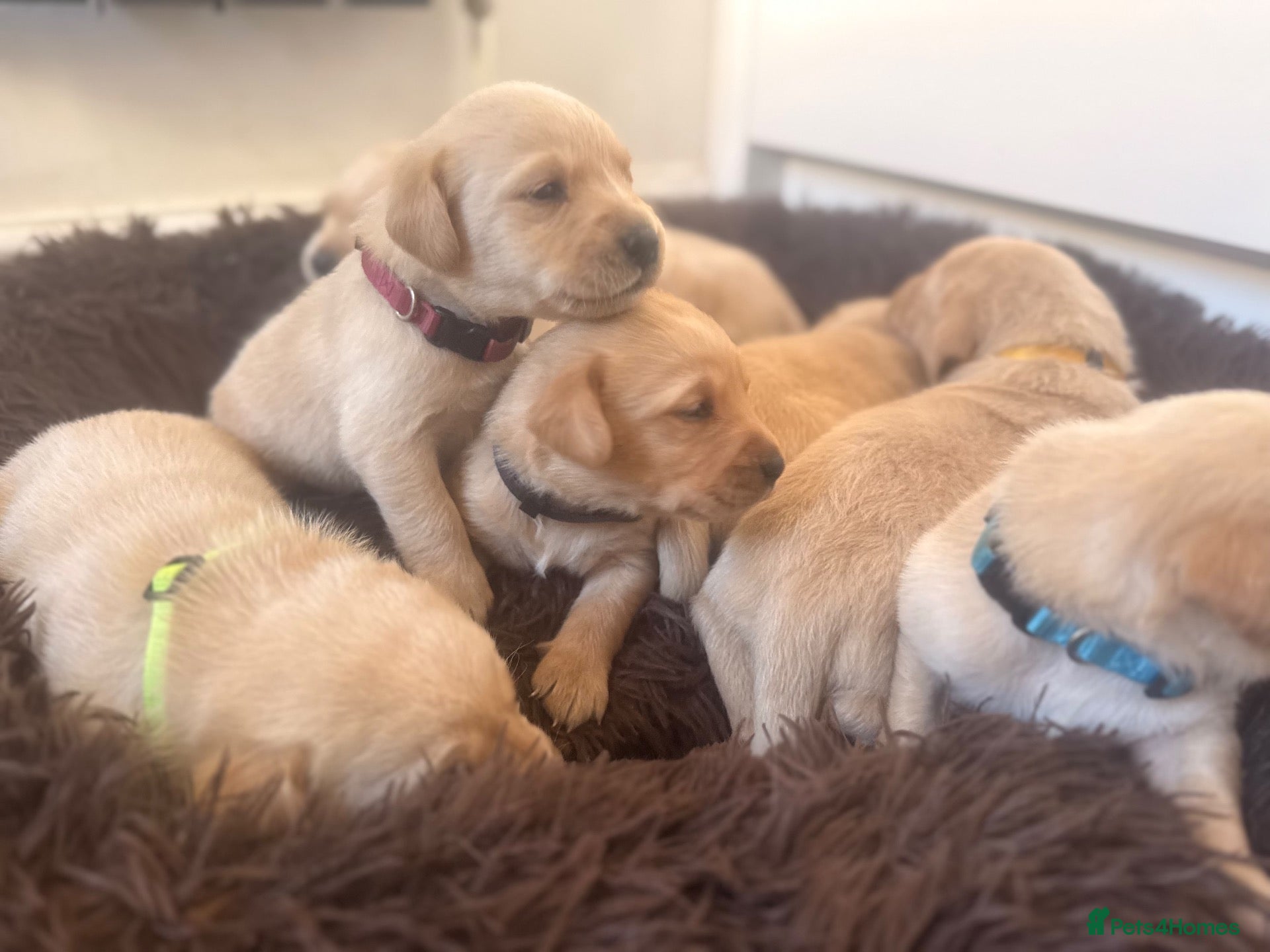 Labrador Retriever dogs My Labrador Puppys 🐾 - Advert 15