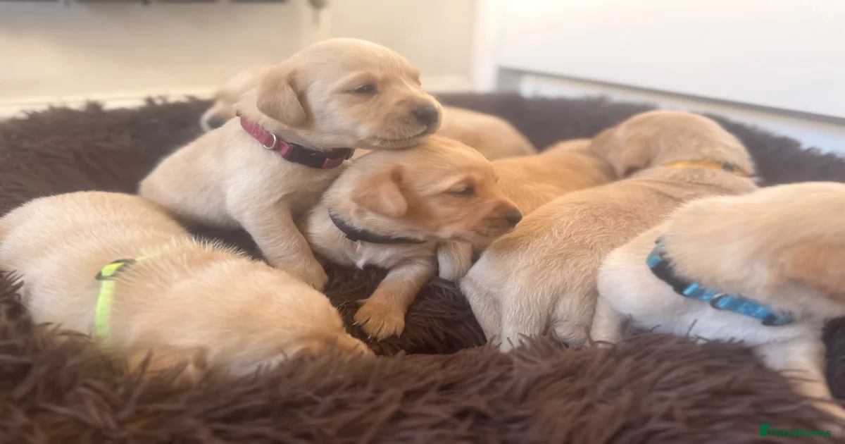 Labrador Retriever Puppies for sale in England | Pets4Homes