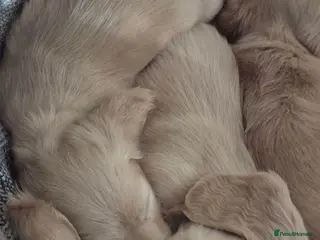 Miniature Dachshund dogs Beautiful Long-Haired Miniature Boys - Advert 15