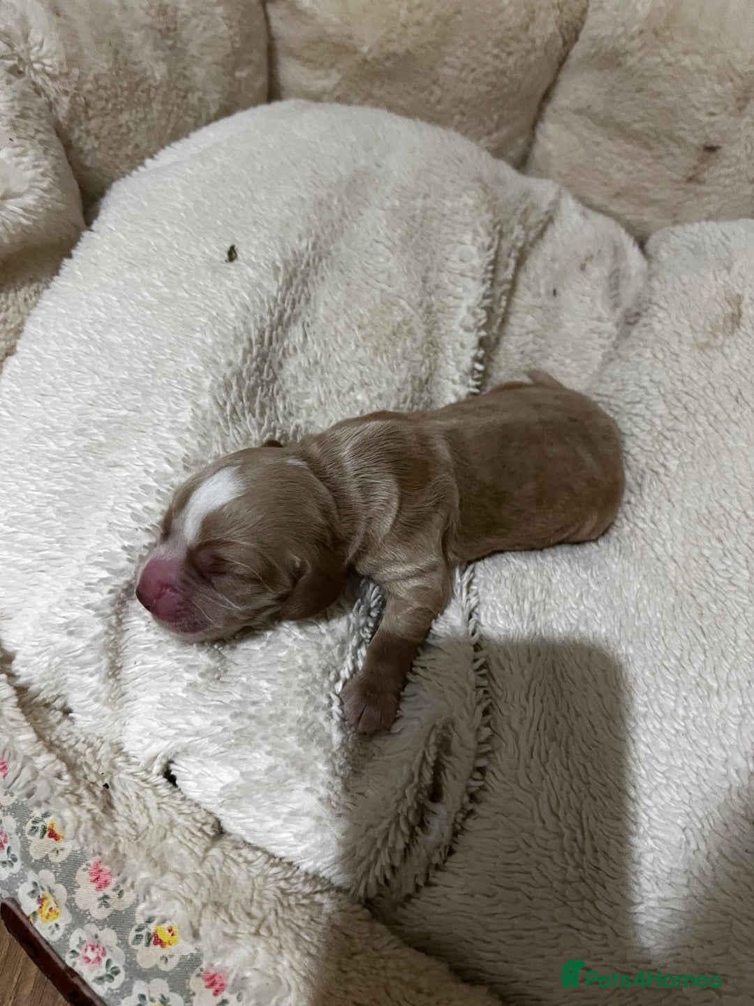 Cocker Spaniel dogs for sale: KC registered working spaniels Puppies-Cornwall  - Advert 6