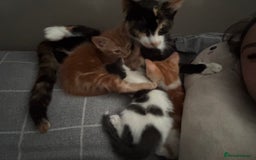 Mixed Breed cats for sale: Ginger male ready for home!  - Image 4