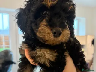 Cavapoo dogs F1 B Cavapoo’s - Advert 13