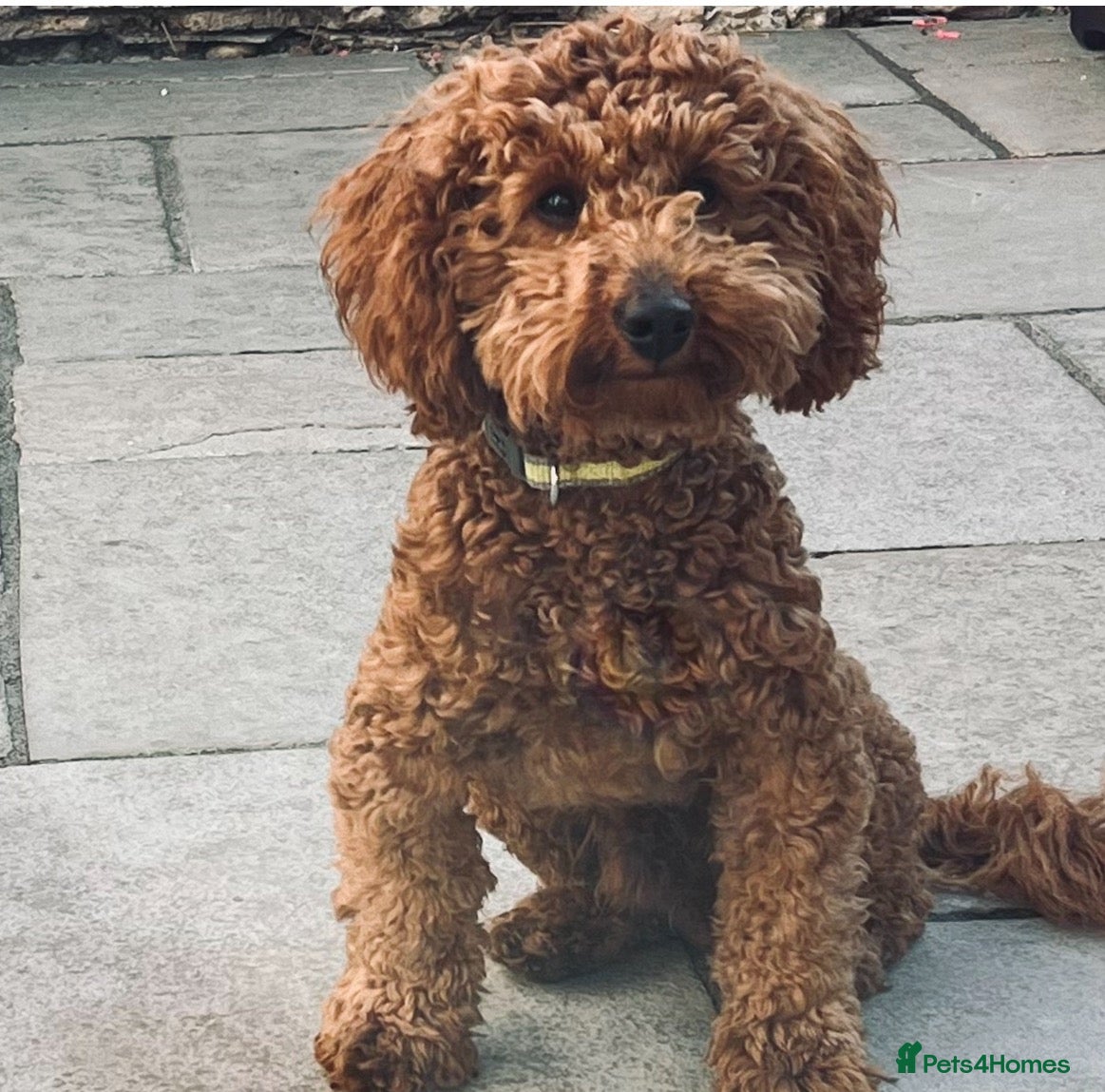 Poodle dogs Stunning red boy for stud  - Advert 1