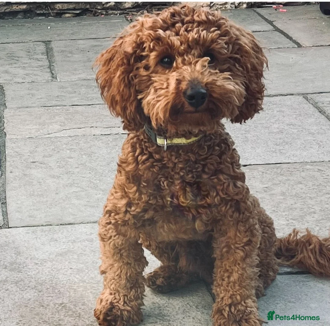 Poodle dogs for stud: Stunning red boy for stud  - Advert 1