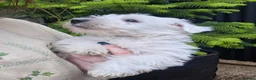 West Highland Terrier dogs for sale: Gorgeous kc reg westie pups - Advert 7