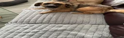 Mixed Breed dogs for adoption: Lotti – gentle, loving & ready for home 💗 in Birmingham - Advert 4