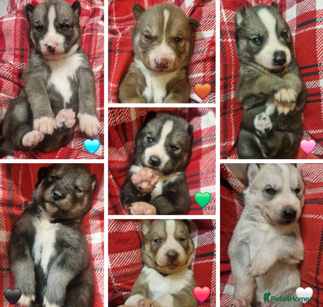 Siberian Husky dogs for sale: 1 beautiful girl left ❤️ ready now  - Advert 27