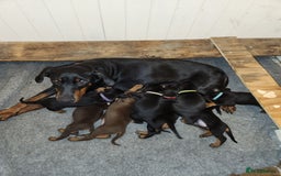 Dobermann dogs for sale: 1 Female available kc reg working line dobermann in Durham - Image 14