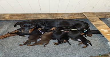 Dobermann dogs in Durham - Advert 8