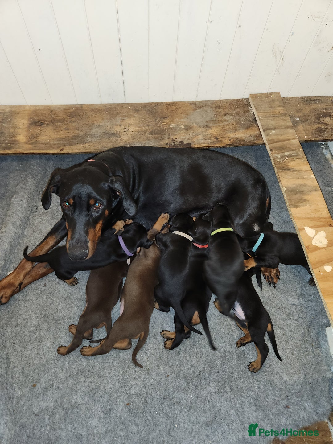 Dobermann dogs for sale: 1 Female available kc reg working line dobermann in Durham - Image 14
