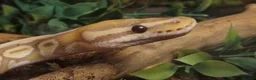 Python Snake reptiles for sale: Male Banana Ball Python in Dover - Advert 5