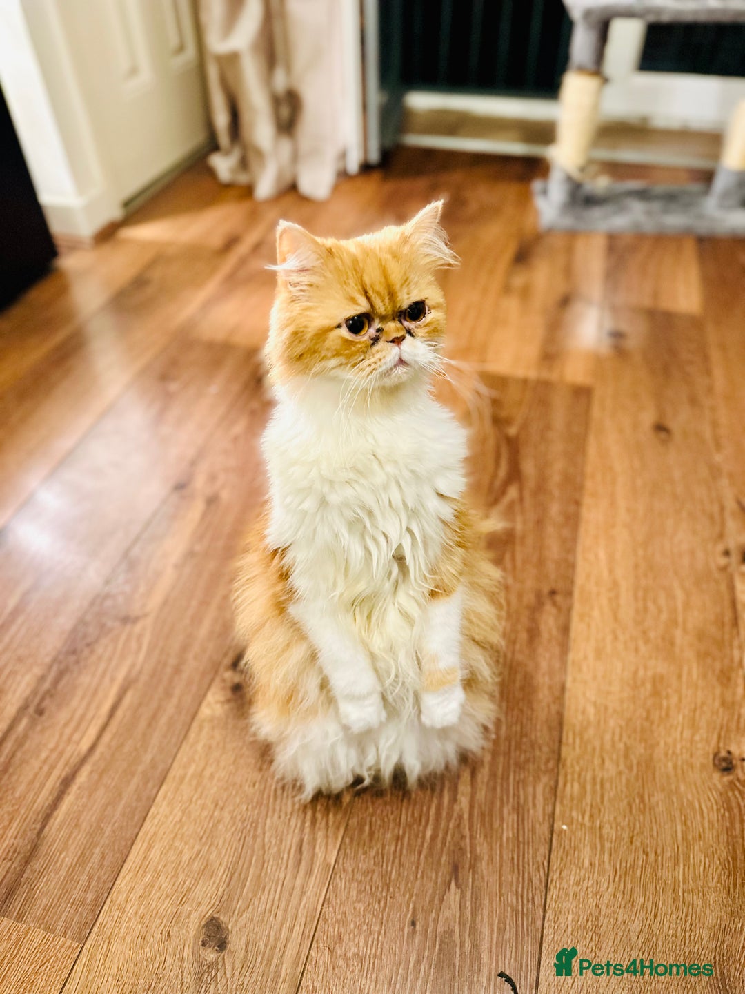 Persian cats for sale: Lovely Persian for sale  - Image 3