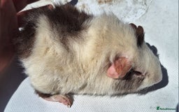 Guinea Pig rodents for sale: Beautiful Guinea Pigs For Sale (as the pair) in Nuneaton - Image 7