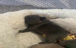 French Bulldog dogs for sale: French bulldog pups  - Image 20