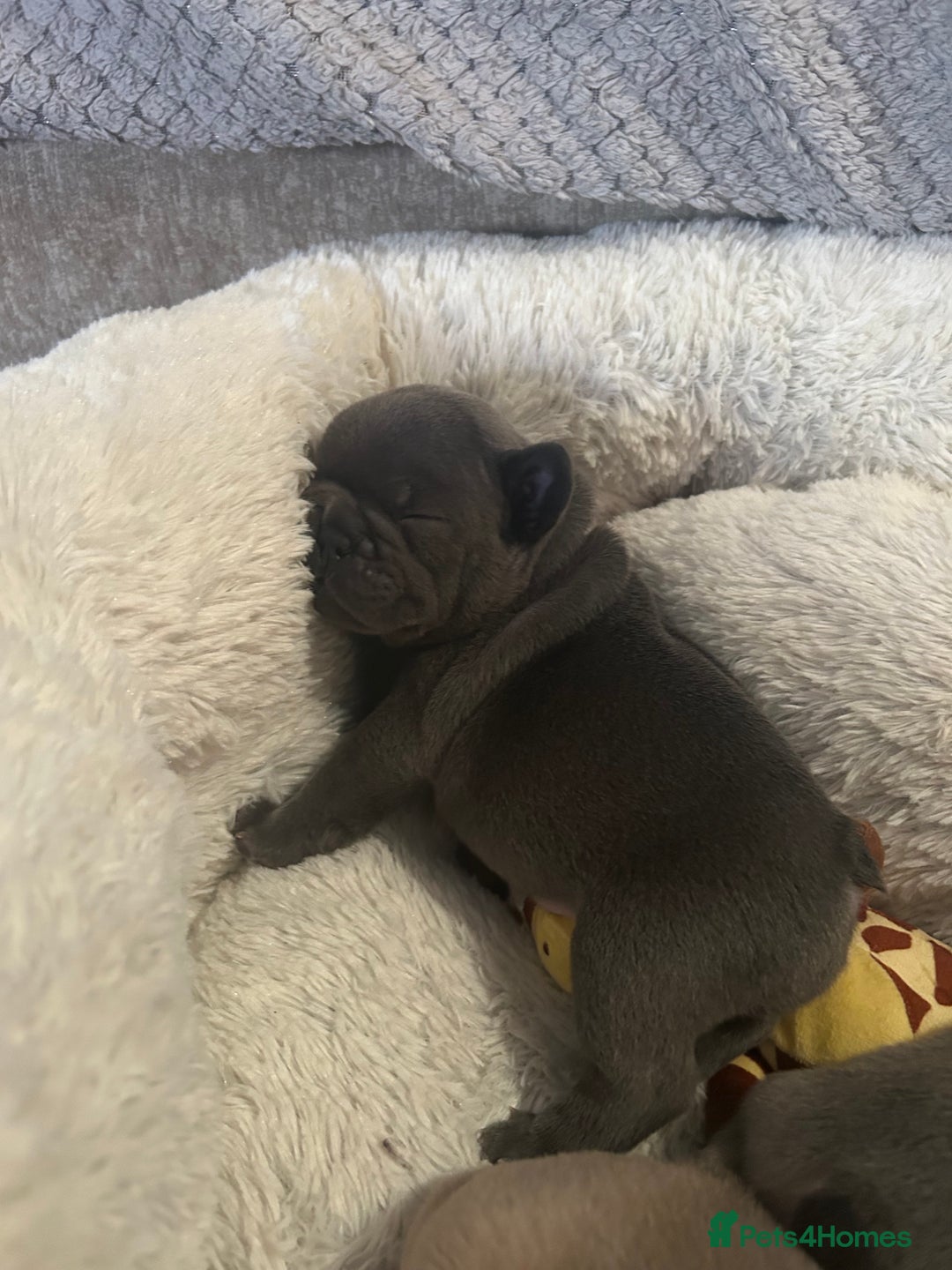 French Bulldog dogs for sale: French bulldog pups  - Image 20