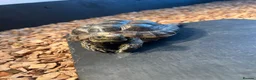 Tortoise reptiles for sale: Greek spur thigh tortoise male  in London - Advert 4
