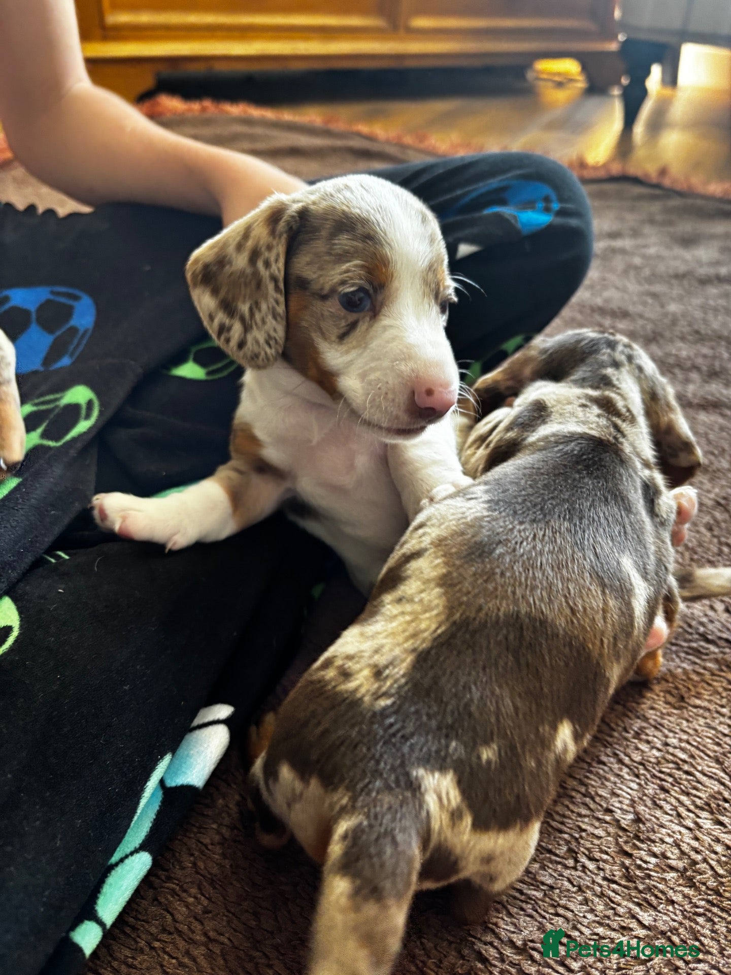 Miniature Dachshund dogs Tiny Miniature Dachshunds for sale!!!  - Advert 4