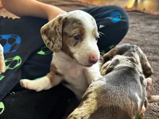 Miniature Dachshund dogs Tiny Miniature Dachshunds for sale!!! - Advert 4