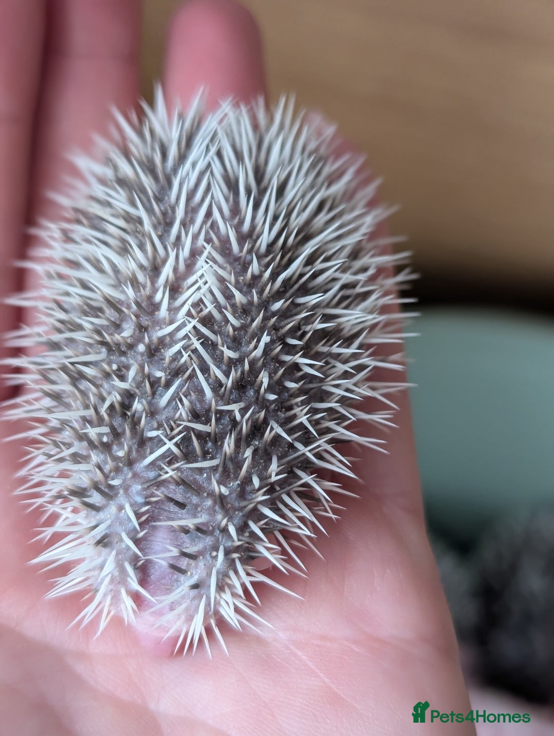 Pygmy Hedgehog rodents for sale: Gorgeous APH hedgehogs  - Image 4