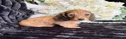 Miniature Dachshund dogs for sale: Stunning kc reg miniture dachshund in Deal - Advert 37