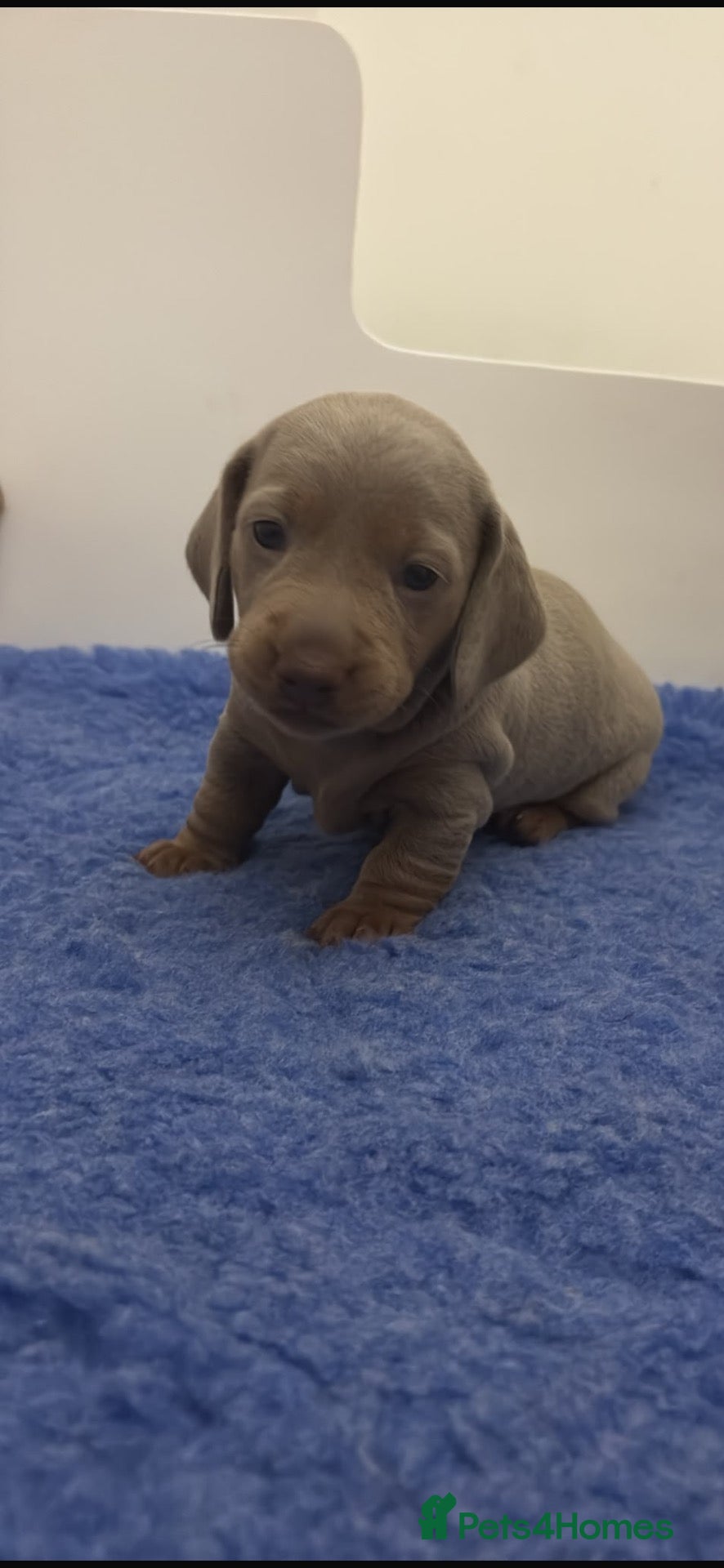 Miniature Dachshund dogs KC REGISTERED CHAMPION MINATURE DACHSHUND PUPPIES  - Advert 3