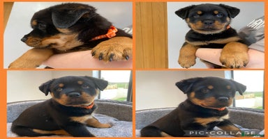 Rottweiler dogs KC Rottweiler puppies ready now - Advert 5