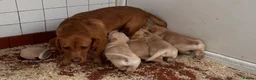 Labrador Retriever dogs for sale: Labrador X Golden retriever  - Advert 18