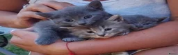 British Shorthair cats for sale: Fluffy British sorthair kittens available  - Advert 7
