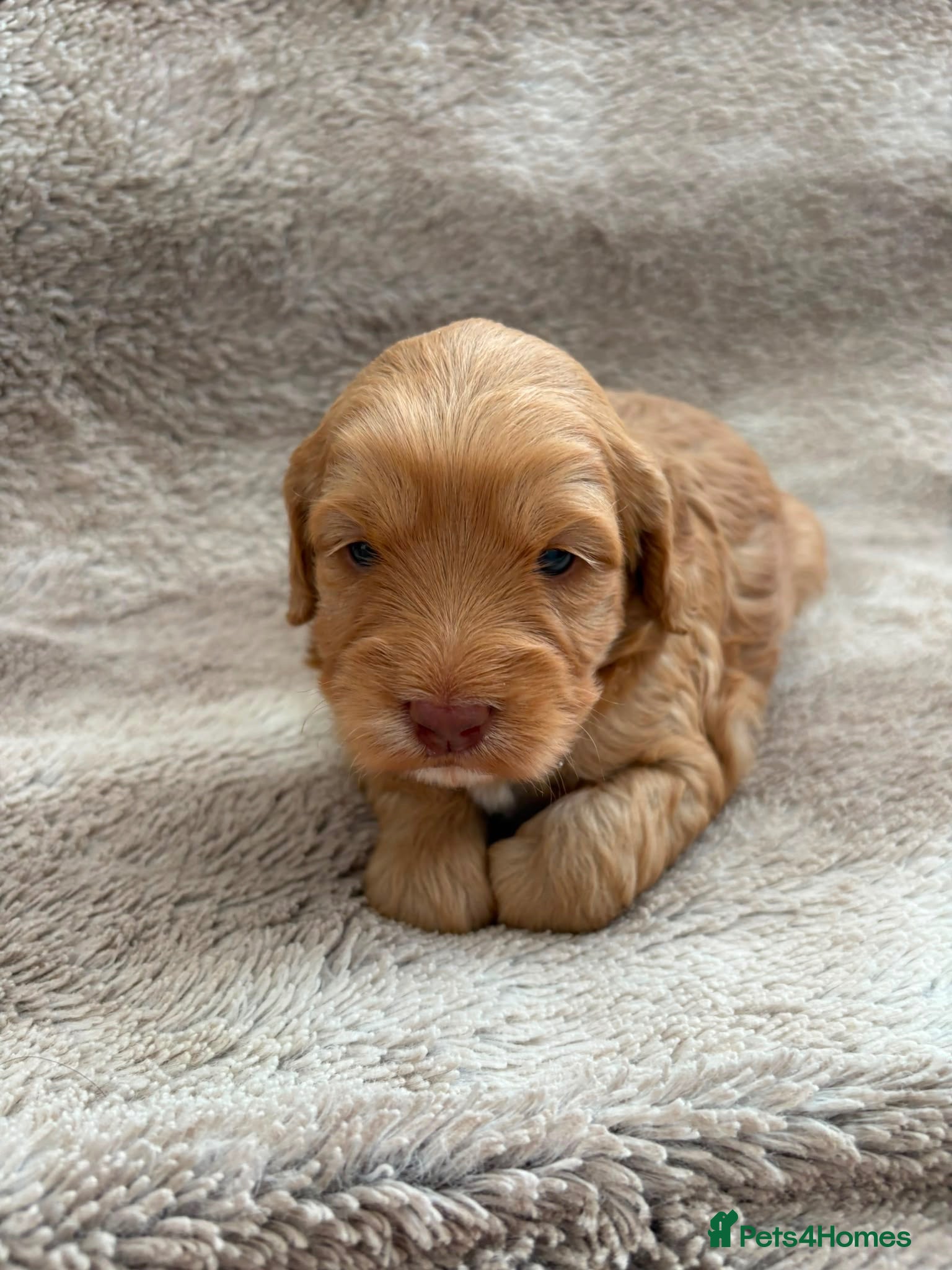 Cockapoo dogs Miniature cockapoo - Advert 3