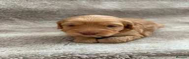 Cockapoo 2
