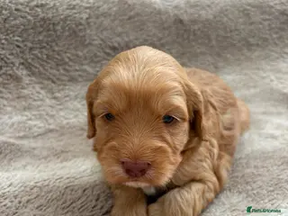 Cockapoo dogs Miniature cockapoo - Advert 3