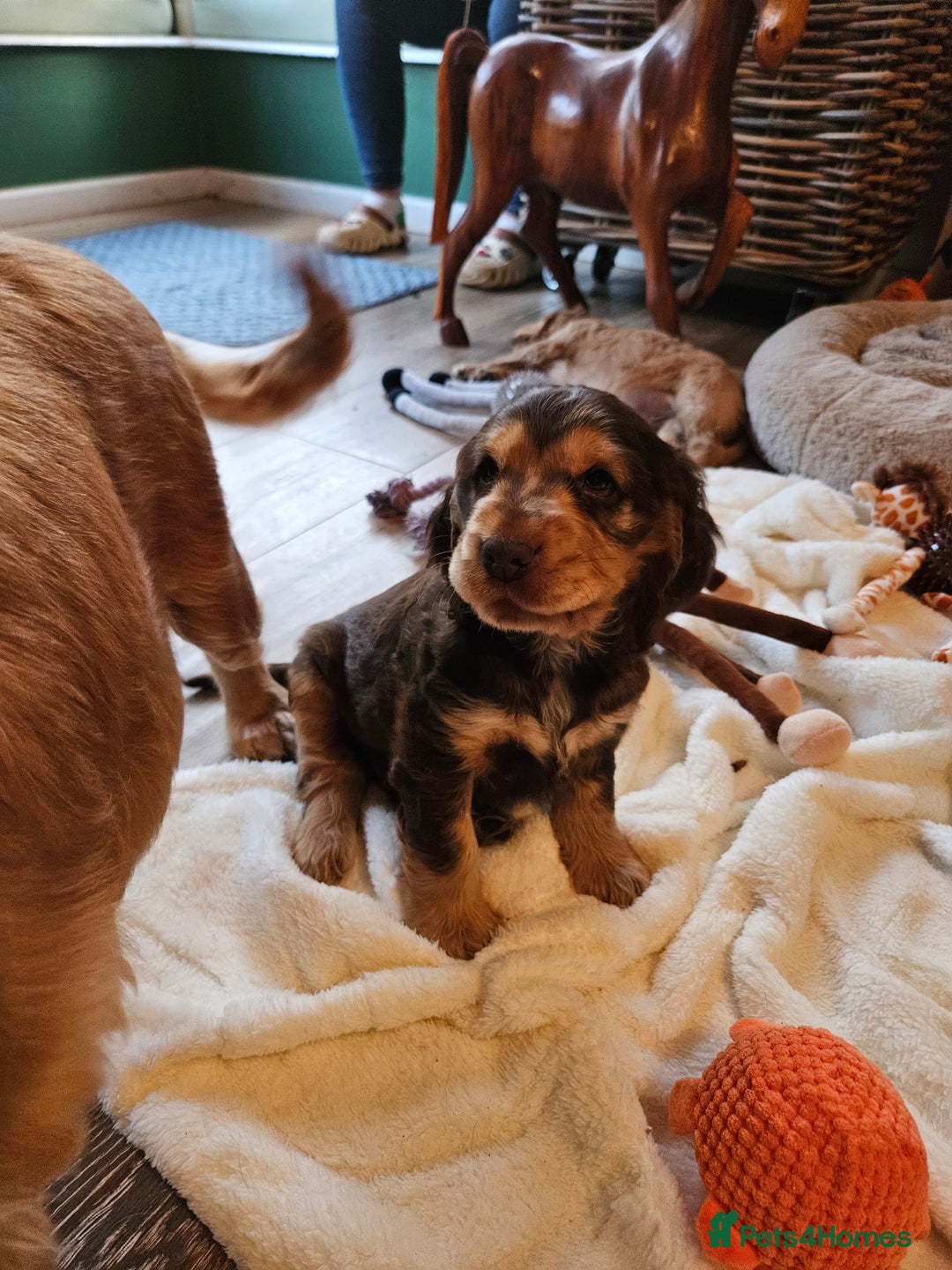 Cocker Spaniel dogs for sale: 🐾 KC Show Cocker Puppies 💛 Fully Health Tested  - Image 8