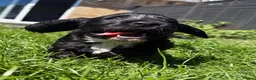 Cocker Spaniel dogs for sale: Kc Registered cocker spaniels  - Advert 14
