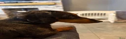 Miniature Dachshund dogs for sale: 4 stunning girl miniature dachshunds  - Advert 10