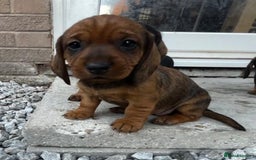 Dachshund dogs for sale: Wire Haired Teckels - Image 4