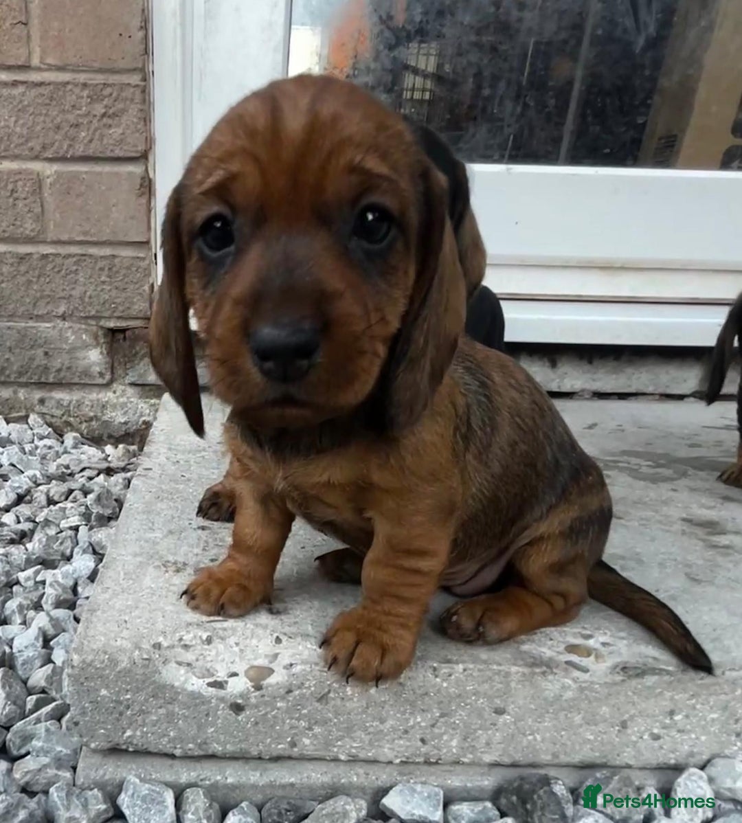 Dachshund dogs for sale: Wire Haired Teckels - Image 4