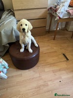 Golden Retriever dogs - Advert 1