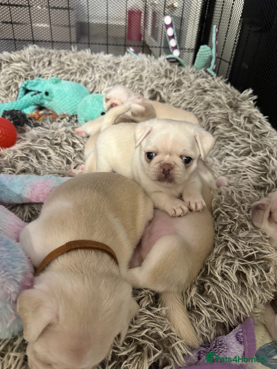 Pug dogs for sale: beautiful rare colour pug puppies - Advert 16